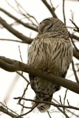 Barred Owl -Strix varia JA8 #5951