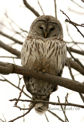 Barred Owl-Strix varia JA8 #5954