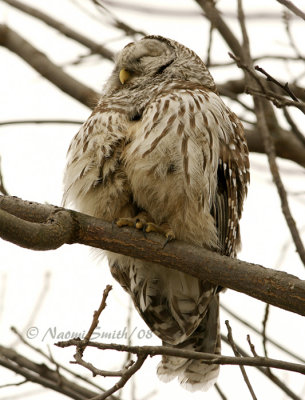 Barred Owl-Strix varia JA8 #5997.
