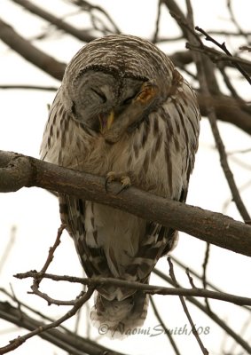 Preening Barred Owl-Strix varia JA8 #5992