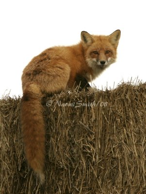 Red Fox JA8 #6163