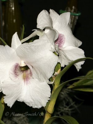 Dendrobium Silver Bells F8 #6947