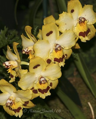 Odontocidium Shelly X Parade F8 #6949