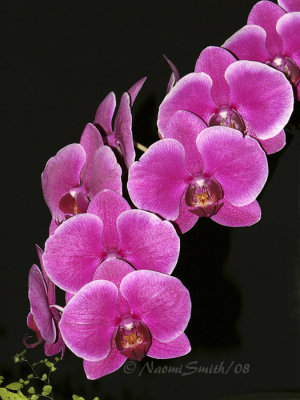 Phalaenopsis Ruby Lih Beauty F8 #6935