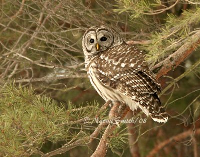 Barred Owl-Strix varia F8 #6880