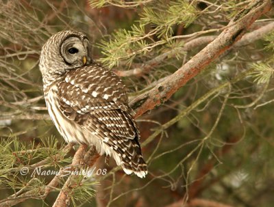 Barred Owl-Strix varia  F8 #6907