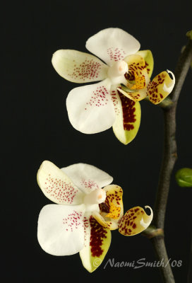 Phalaenopsis stuartiana (Sogo) F8 #7135