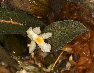Capanemia adelaidae-Size app. 6mm MR8 #7168