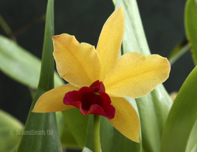 LC. Gold Digger Orchid Jungle MR8 7138.