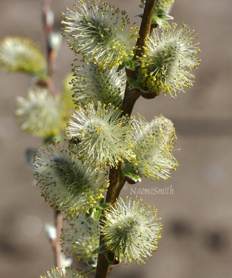 Pussy Willow-Salix discolor AP8 #8913