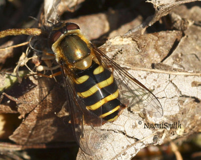 Syrphus torvus MY8 #9152