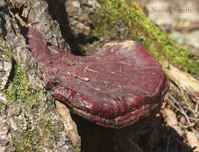 Ganoderma tsugae #8708 AP8