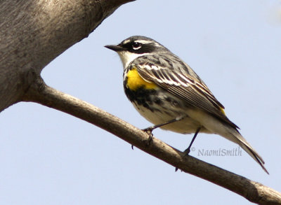 Yellow-rumped Warbler-Dendroica coronata  MY8 #9508
