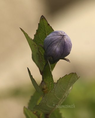 Platycodon grandiflorus - Balloon Flower MY8 #7277