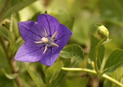 Platycodon grandiflorus - Balloon Flower MY8 #7275