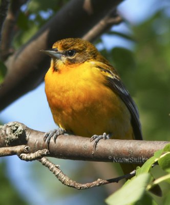 Baltimore Oriole- Icterus galbula Female MY8 #0042