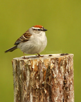 Chipping Sparrow (Spizella passerina) MY8 #9868