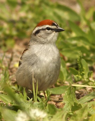Chipping Sparrow (Spizella passerina) MY8 #9907