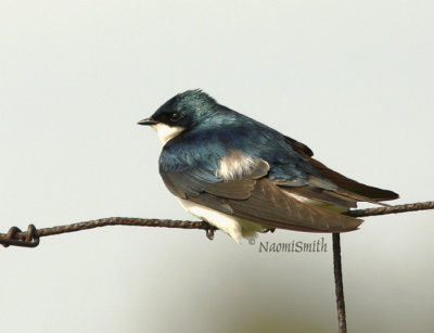 Tree Swallow (Iridoprocne bicolor) MY8 #9765