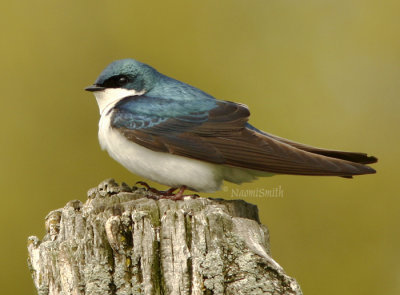 Tree Swallow (Iridoprocne bicolor) MY8 #9795