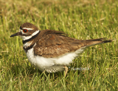 Killdeer-Charadrius vociferus MY8 #9785