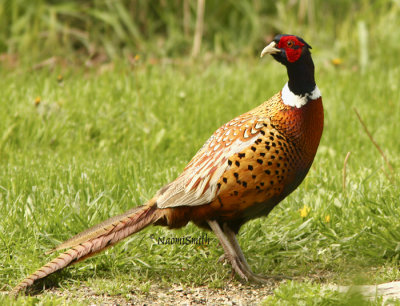 Ring-necked Pheasant (Phasianus colchicus) MY8 #9800