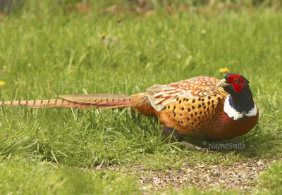 Ring-necked Pheasant (Phasianus colchicus) MY8 #9808