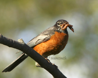 American Robin with Worms (Turdus migratorius) MY8 #0044