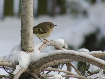 PC26RubyCrownedKinglet-1-Reduced.jpg