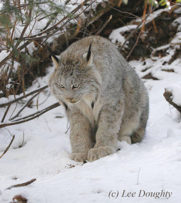 Lynx (Captive)