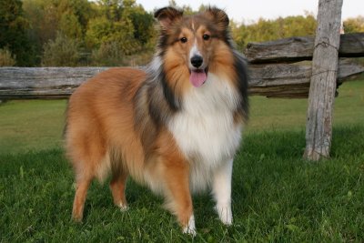 Cody