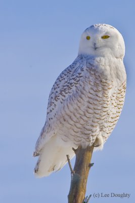 Snowy Owl Juvenile