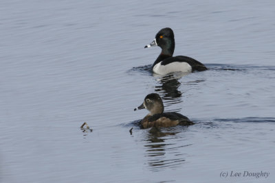 Ring-Necked Ducks-Male and Female