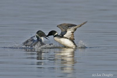 Loons Fighting Over Territory