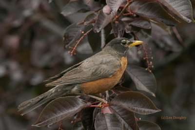 American Robin