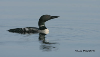 Common Loon