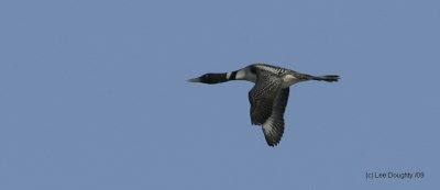 Common Loon In Flight