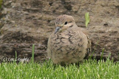 Mourning Dove