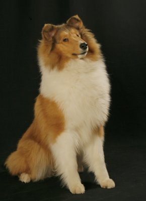 Rough Collie Pup
