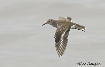 Sandpiper