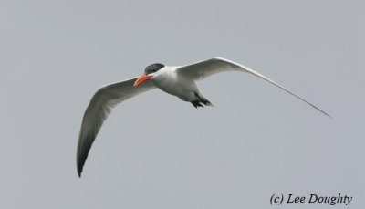 Common Tern