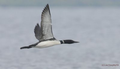 Common Loon