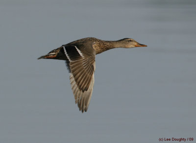 Mallard - Female