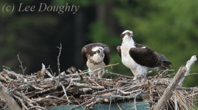 Osprey Mom, Dad and Juvenile :)