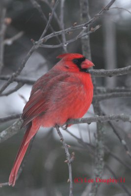 Cardinal  - Male