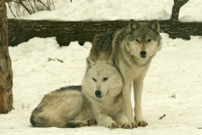 Haliburton Forest Wolves