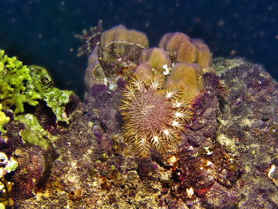 I Love Eating Yummy Corals