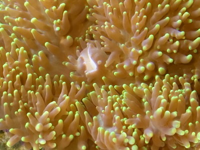 Mouth of an Anemone