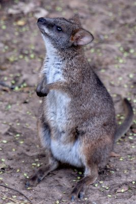 Zoo4136.jpg