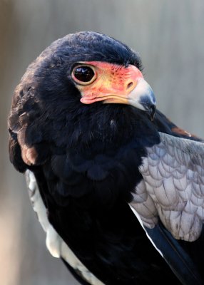 Zoo5122.jpg